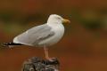 La elegancia de las gaviotas