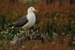 Gaviotas - Seagull
