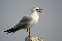 Gaviotas - Seagull