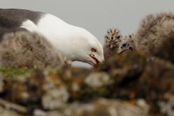 Gaviotas - Seagull