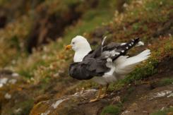 Gaviotas - Seagull