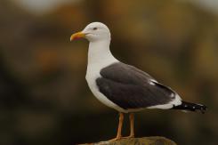 Gaviotas - Seagull