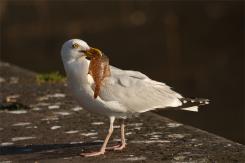 Gaviotas - Seagull