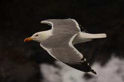 Gaviotas - Seagull