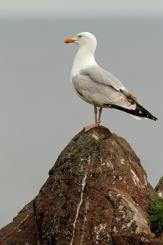 Gaviotas - Seagull