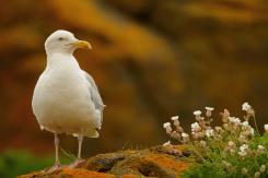 Gaviotas - Seagull