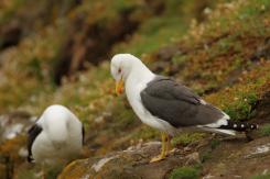 Gaviotas - Seagull