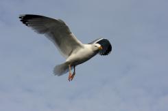 Gaviotas - Seagull