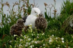 Gaviotas - Seagull