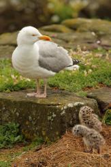 Gaviotas - Seagull