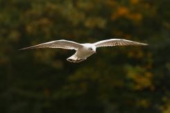 Gaviotas - Seagull