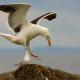 Descripción: Gavión atlántico (Larus marinus)