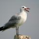 Descripción: Gaviota de Audouin (Larus audouinii)