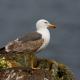 Gaviota Sombría Inmadura