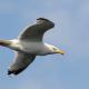 Descripción: Vuelo de Argéntea (Larus argentatus)