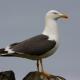 Descripción: Gaviota Sombría (Larus fuscus)