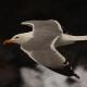 Descripción: Vuelo de Gaviota patiamarilla (Larus michahellis)