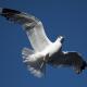 Descripción: Gaviota cana (Larus canus)