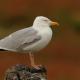 La elegancia de las gaviotas