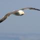 Descripción: Vuelo de sombría (Larus fuscus)