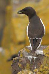 Alca - Razorbill