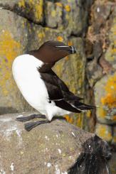 Alca - Razorbill