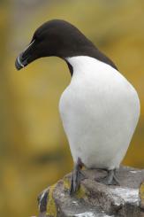Alca - Razorbill