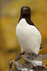 Alca - Razorbill