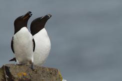 Alca - Razorbill