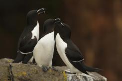 Alca - Razorbill