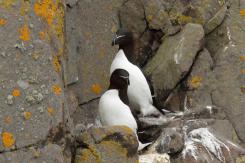 Alca - Razorbill