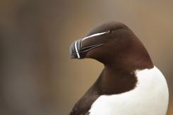 Alca - Razorbill