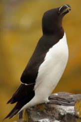 Alca - Razorbill