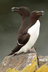 Alca - Razorbill