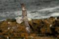 Fulmar en vuelo con mar de fondo