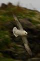 Fulmar en vuelo II