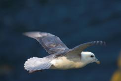 Fulmar boreal - Northern fulmar