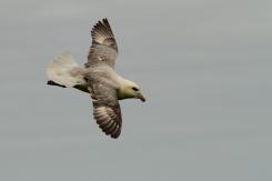 Fulmar boreal - Northern fulmar