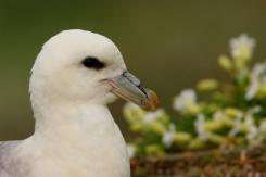 Fulmar boreal - Northern fulmar
