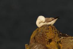 Fulmar boreal - Northern fulmar
