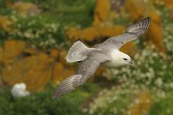Fulmar boreal - Northern fulmar
