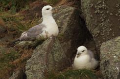 Fulmar boreal - Northern fulmar