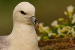 Fulmar boreal - Northern fulmar