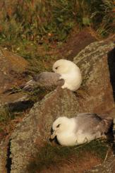 Fulmar boreal - Northern fulmar