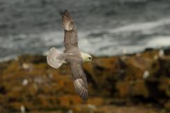 Fulmar boreal - Northern fulmar