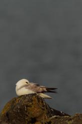 Fulmar boreal - Northern fulmar