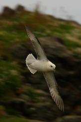 Fulmar boreal - Northern fulmar