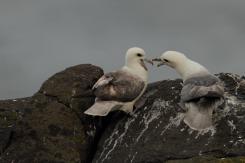 Fulmar boreal - Northern fulmar
