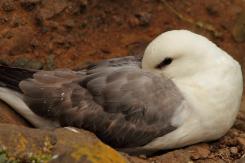 Fulmar boreal - Northern fulmar