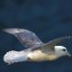 Fulmar en vuelo